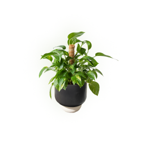 Organic Elegance